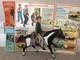 Bonanza Little Joe action figure and horse. Vintage. Made by Palitoy